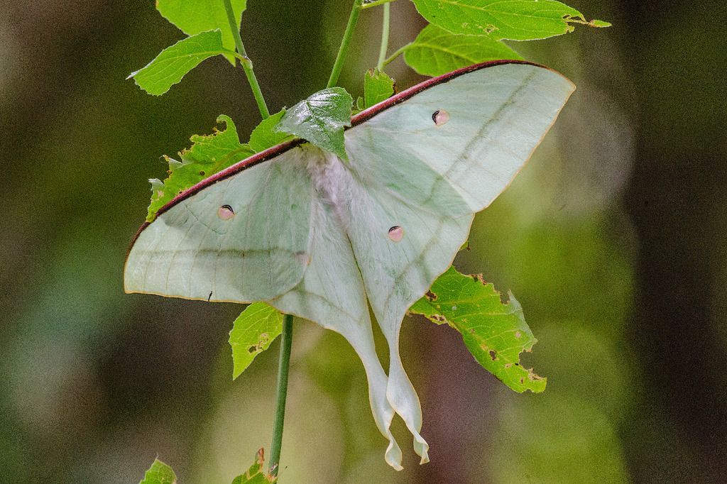 每天认识一种昆虫 鳞翅目 绿尾大蚕蛾 actias ningpoana