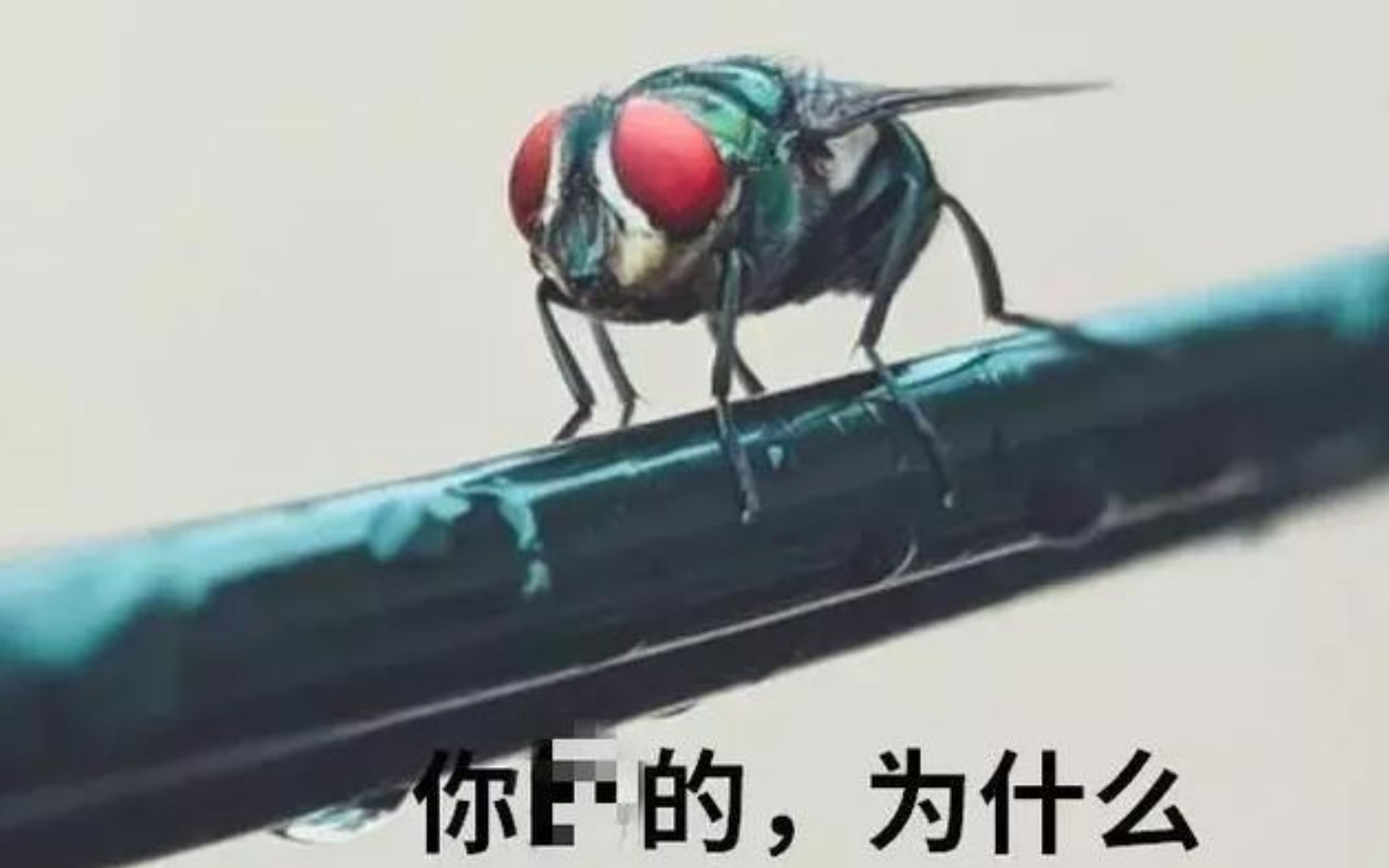 【假面骑士v3】假面骑士v3,嘴臭梗的来源:你嘛的,为什么!