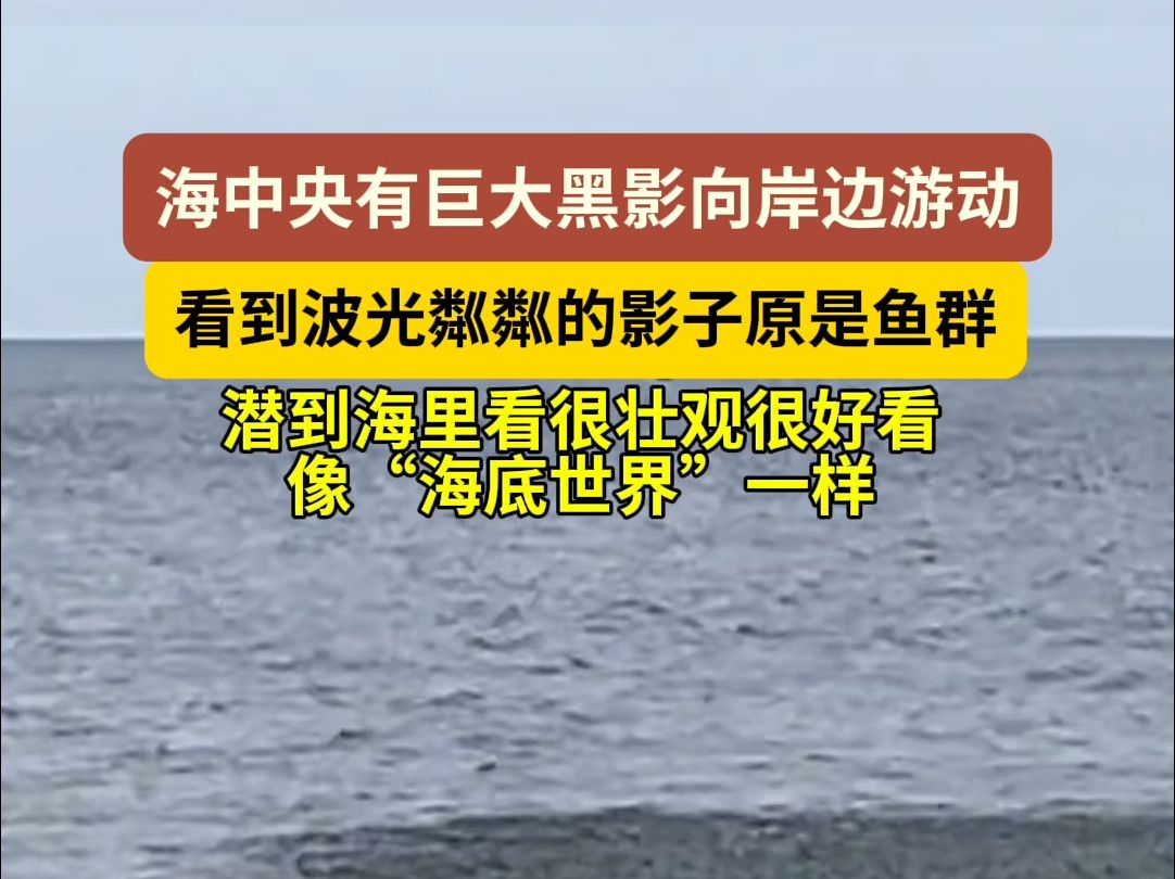 海中央向岸边游动的巨大黑影原是鱼群,潜到海里看像“海底世界”一样,大家有见过的吗?哔哩哔哩bilibili