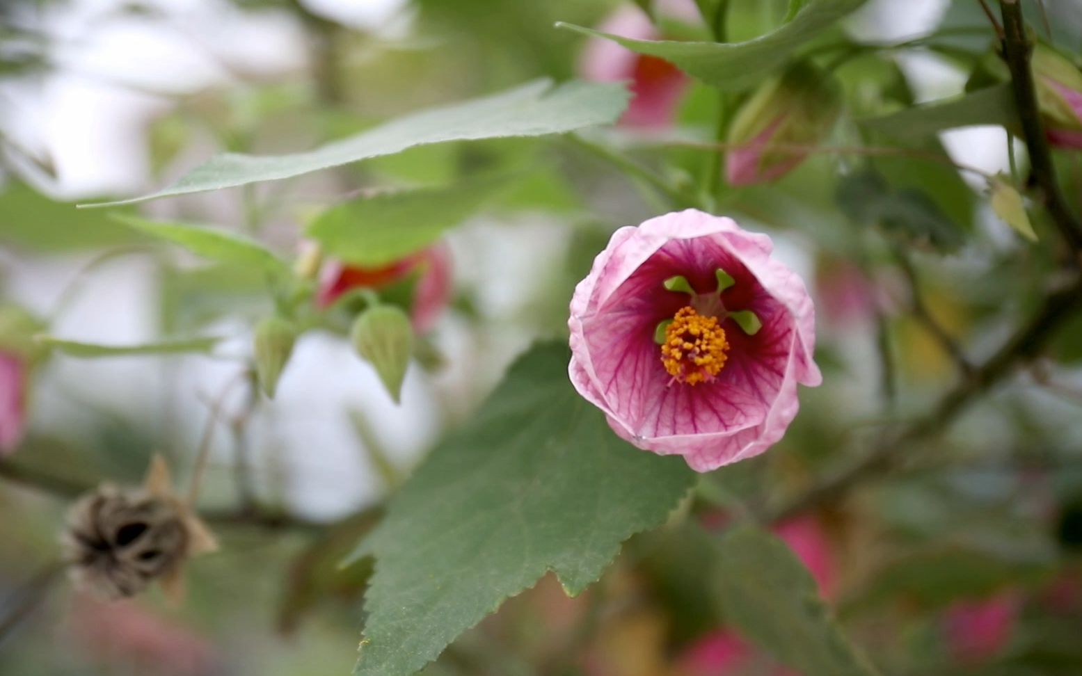 [图]开花机器悬铃花，虽然可以四季开花不断，但养护上有个误区