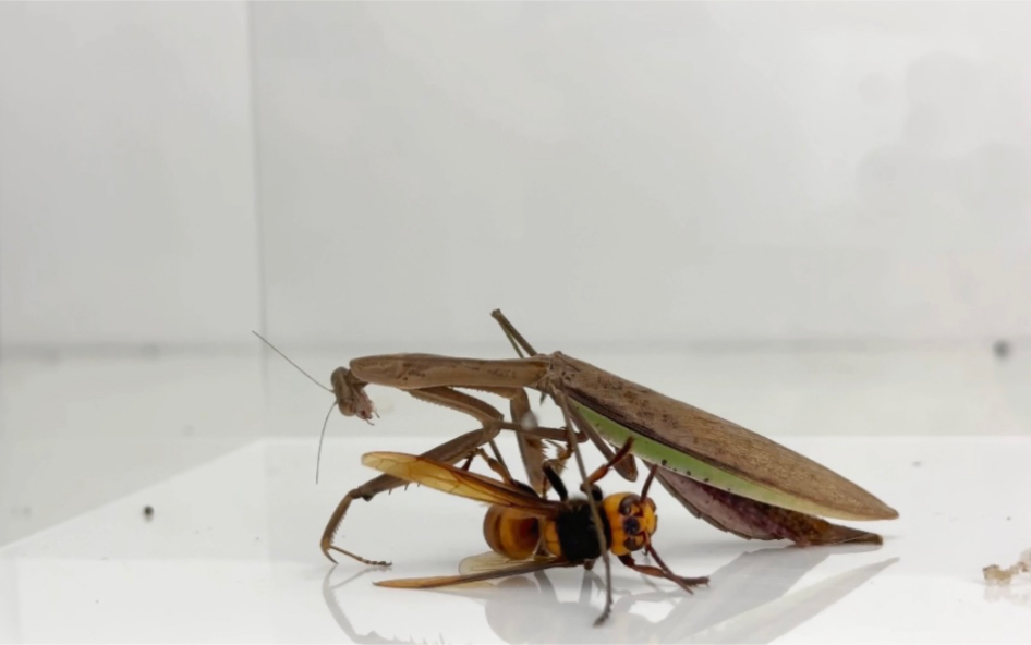 螳螂vs虎头蜂,战斗一触即发!