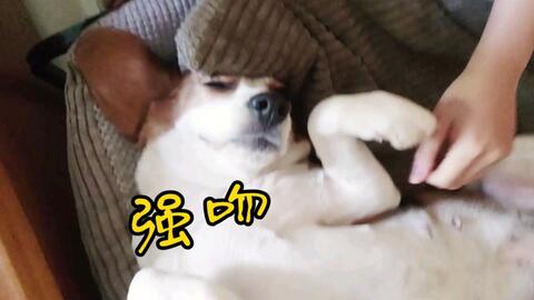 比格犬 大耳朵狗子看到好奇事情时的表现是有多认真 哔哩哔哩 Bilibili