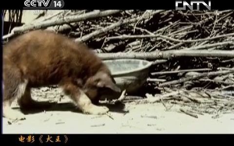 【放送文化】1993年抗日题材影片《犬王》片名部分(CCTV14少儿频道2013年播出版节选)哔哩哔哩bilibili