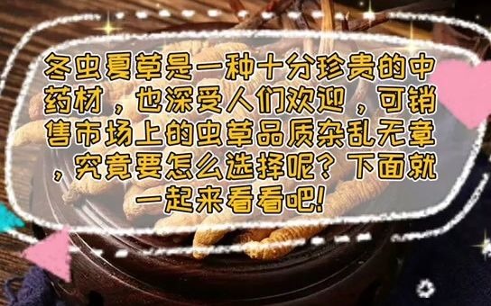 冬虫夏草新鲜的好还是干的好?你怎么选择?哔哩哔哩bilibili