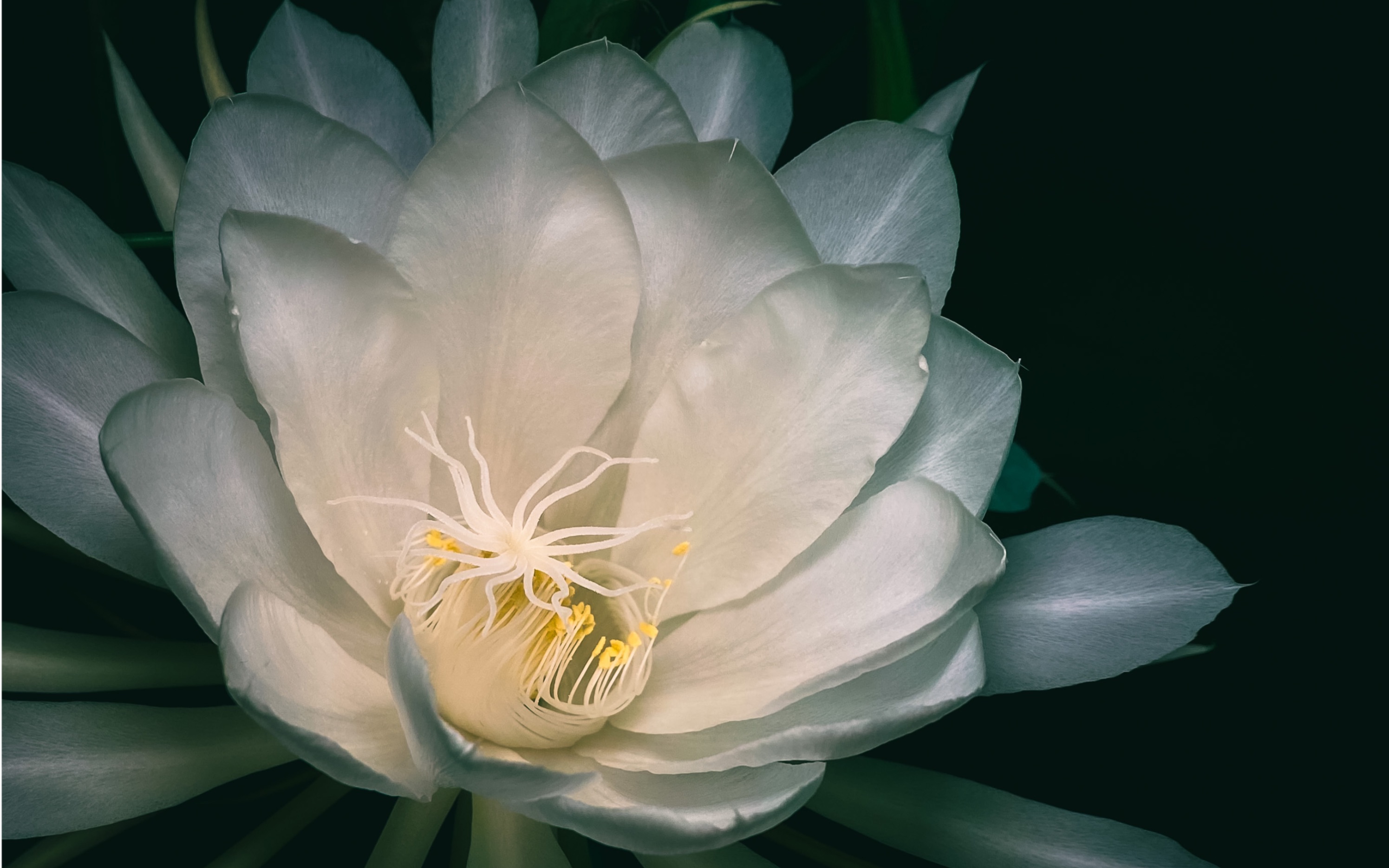 [图]家里昙花开了，希望能给每个看到昙花开的高考学子带来一份祝福，希望你们的青春也如昙花般绚烂夺目！