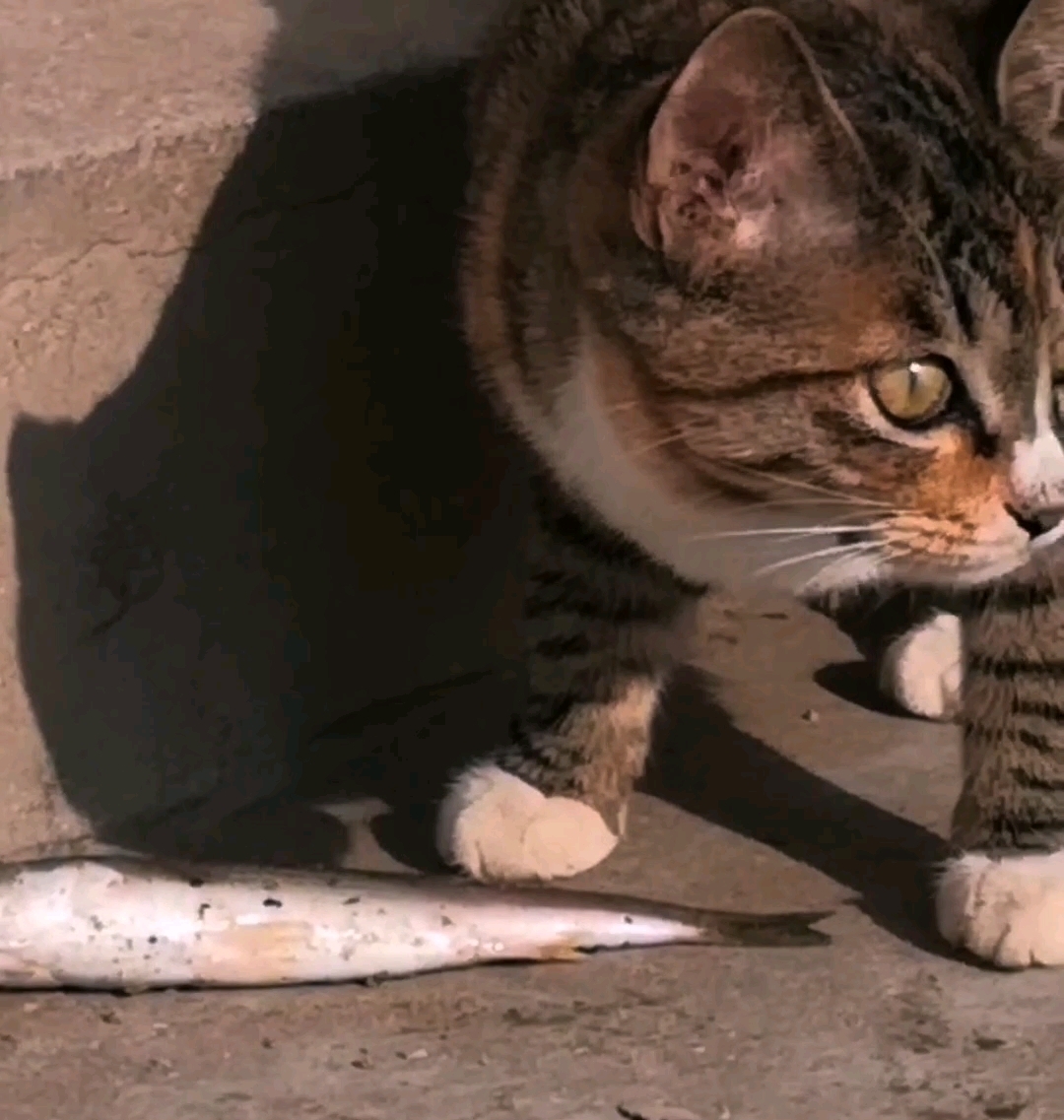 偷星猫的日常:这只猫比你还会玩转星球!