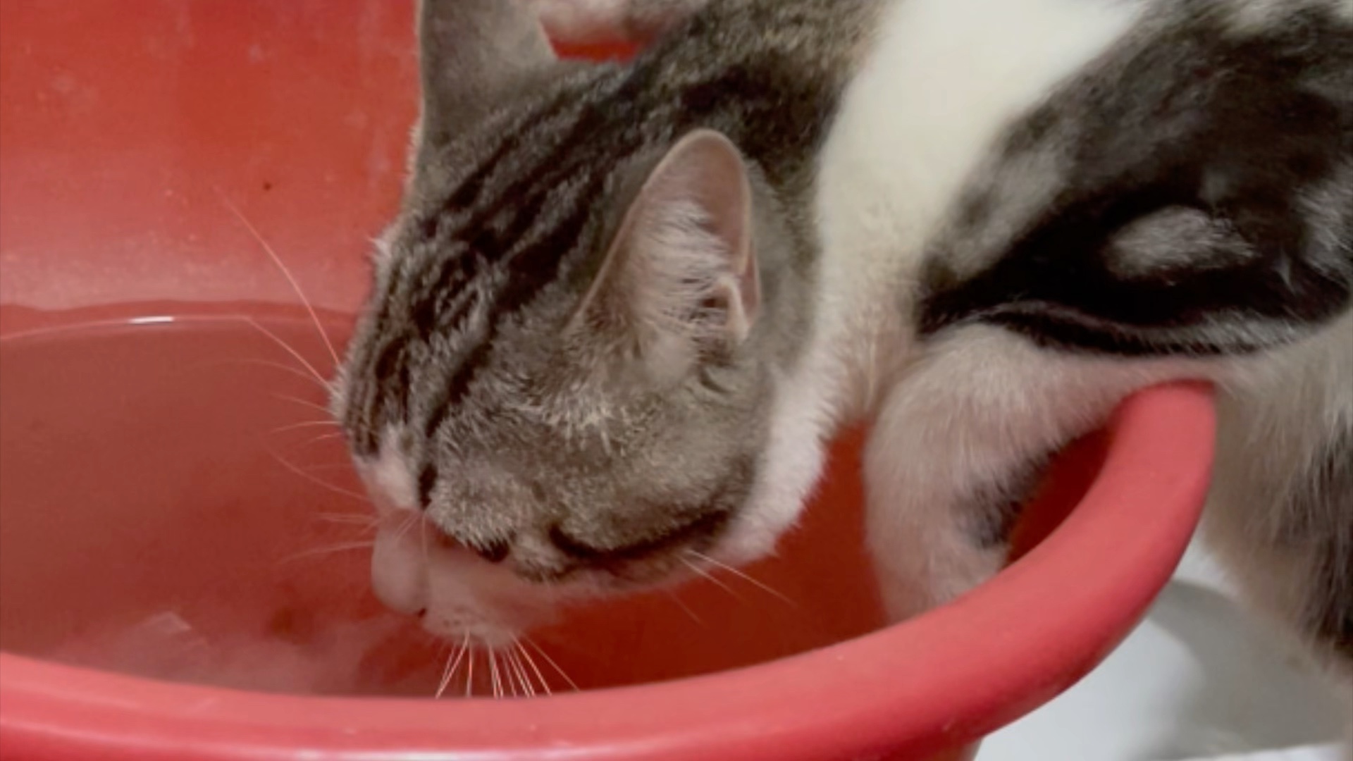 后天宝宝抱着水桶喝水