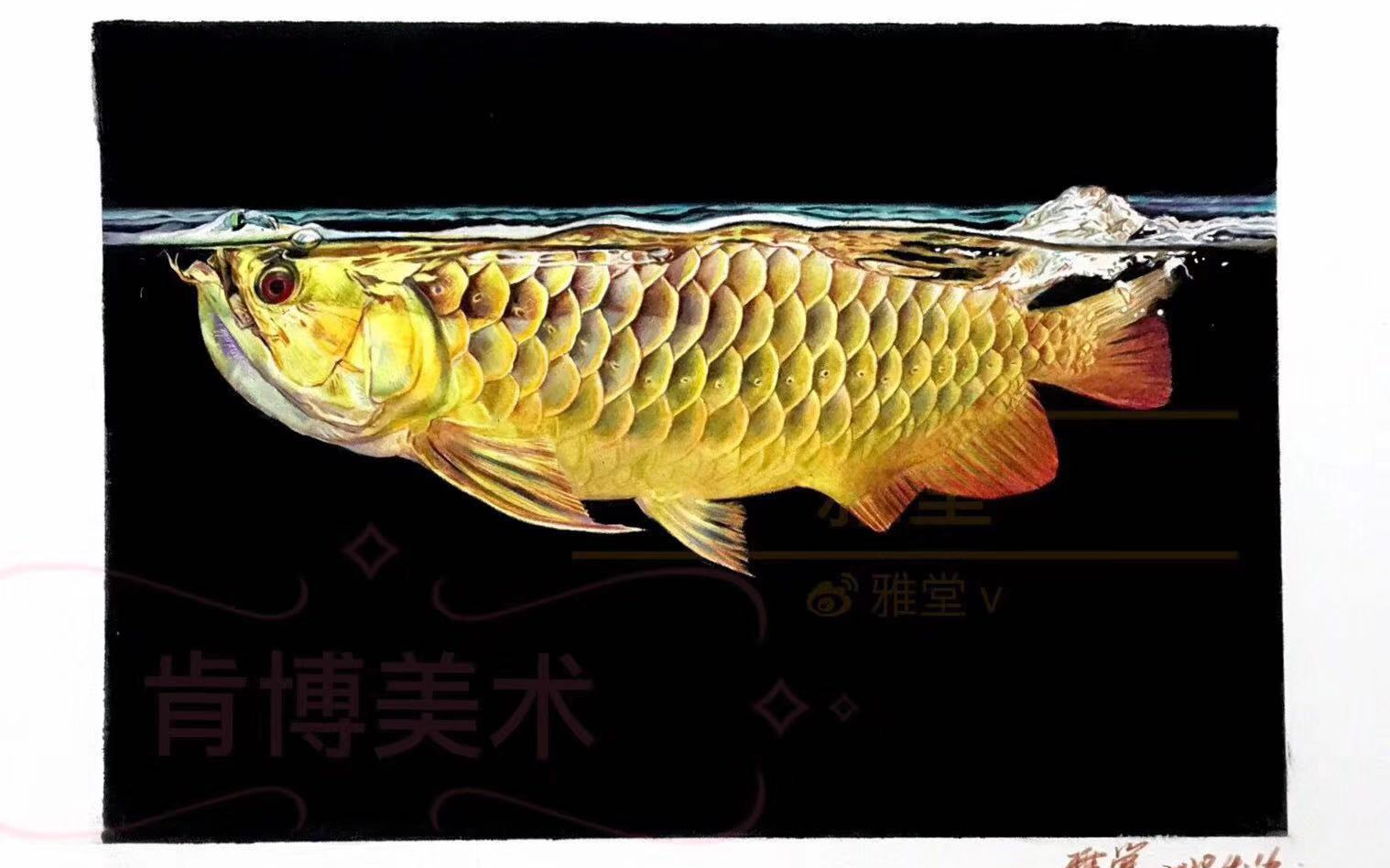 金龙鱼彩铅图片