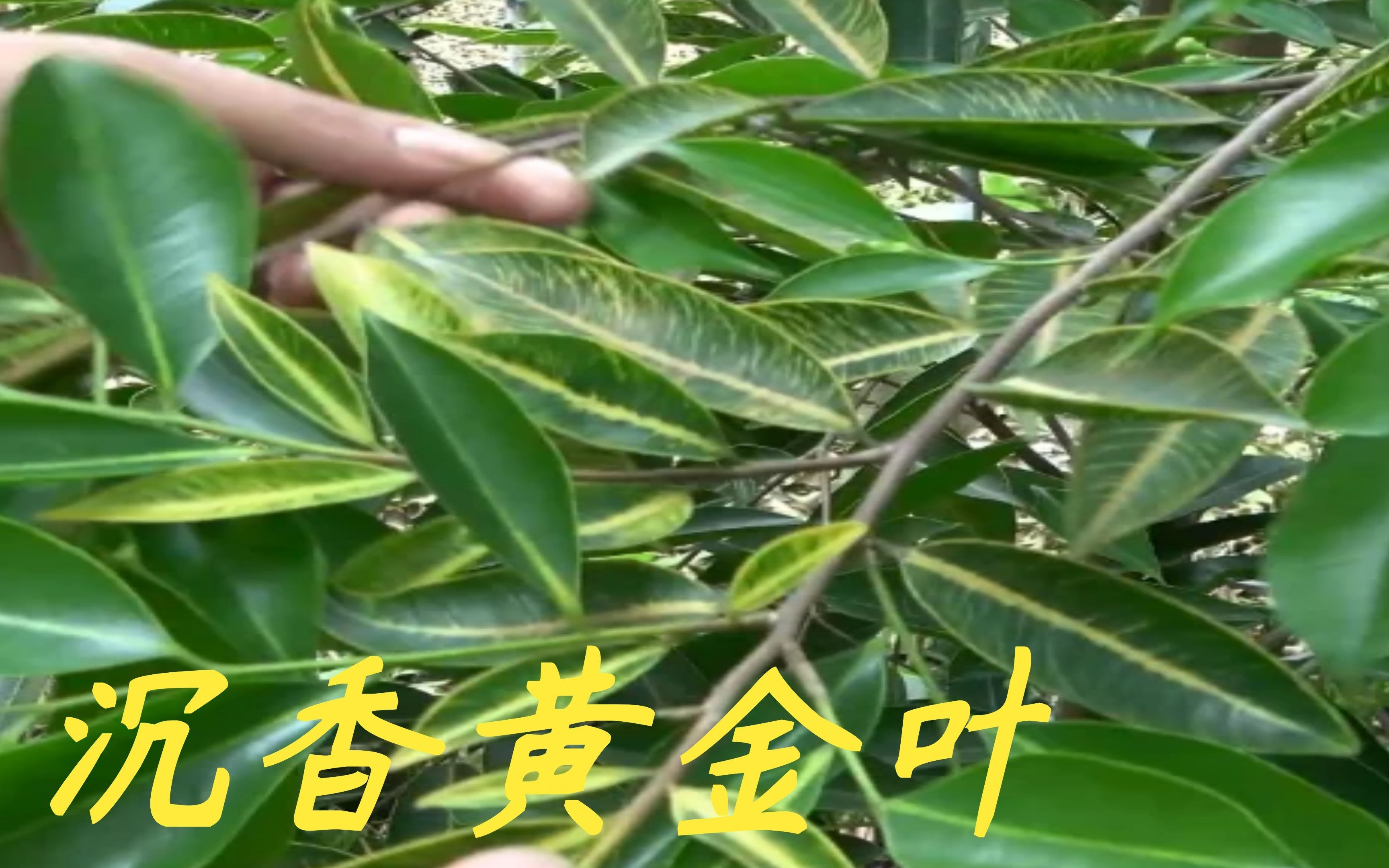 老林今天去帮网友找几棵沉香黄金叶2米高要1200块钱一棵值不值