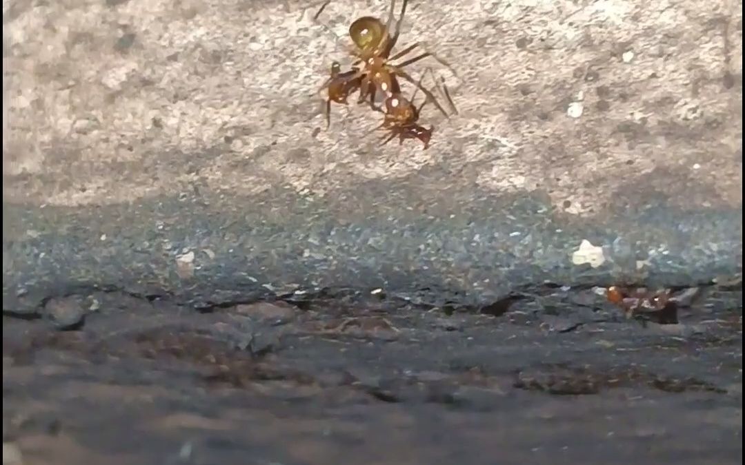 蚂蚁大战 富川双节行军蚁vs长足捷蚁 斗蚁