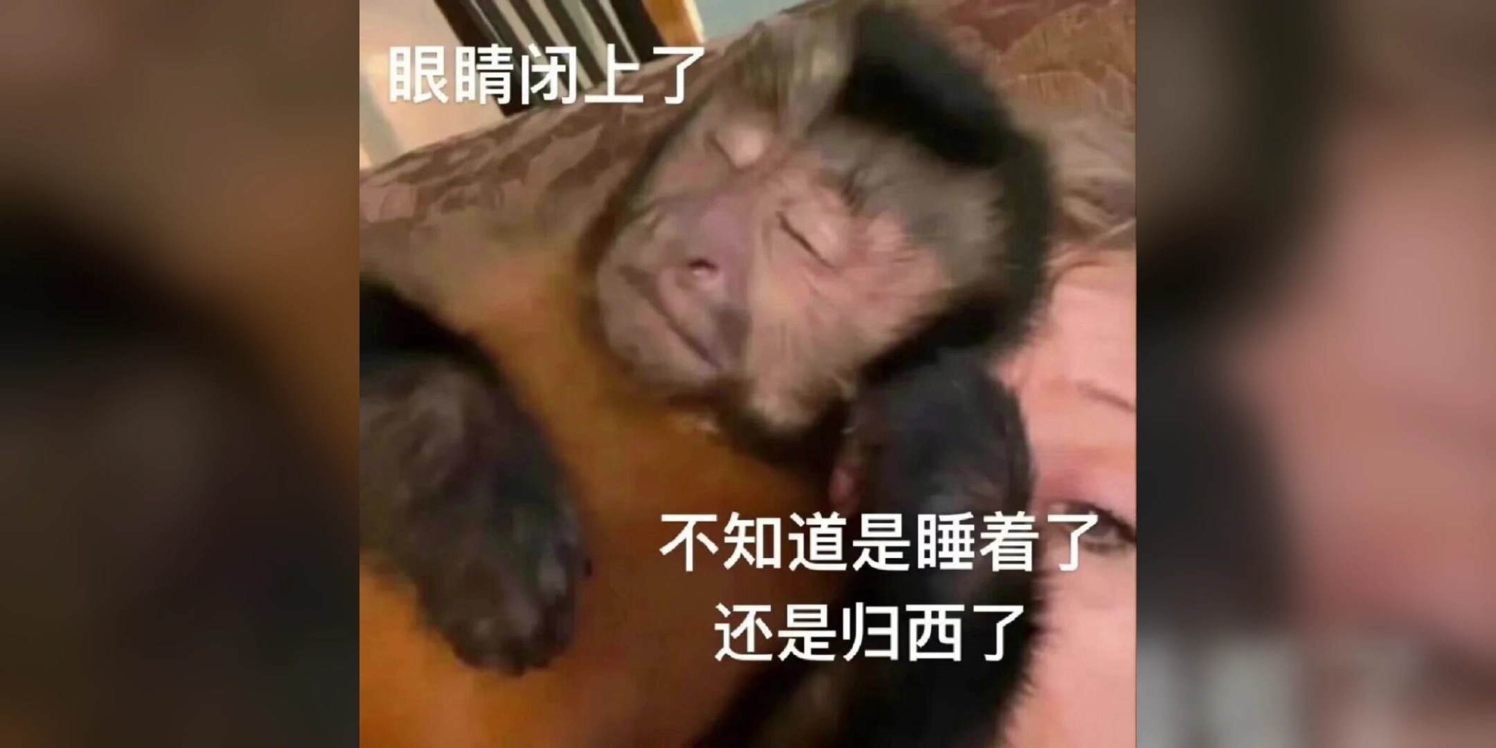 网络上那些爆笑梗图(一键三连好运连连)