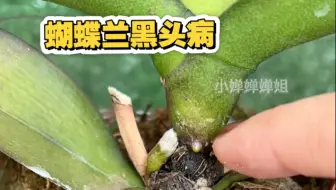 蝴蝶兰黑头病的两种处理方法