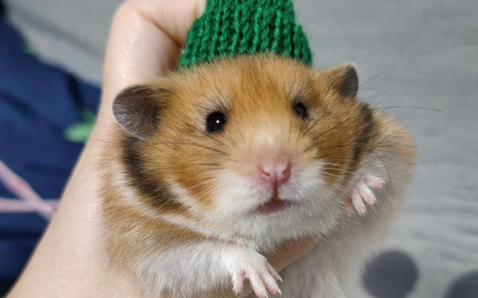 虎妞来啦虎年怎能不养一只虎纹金丝熊呐