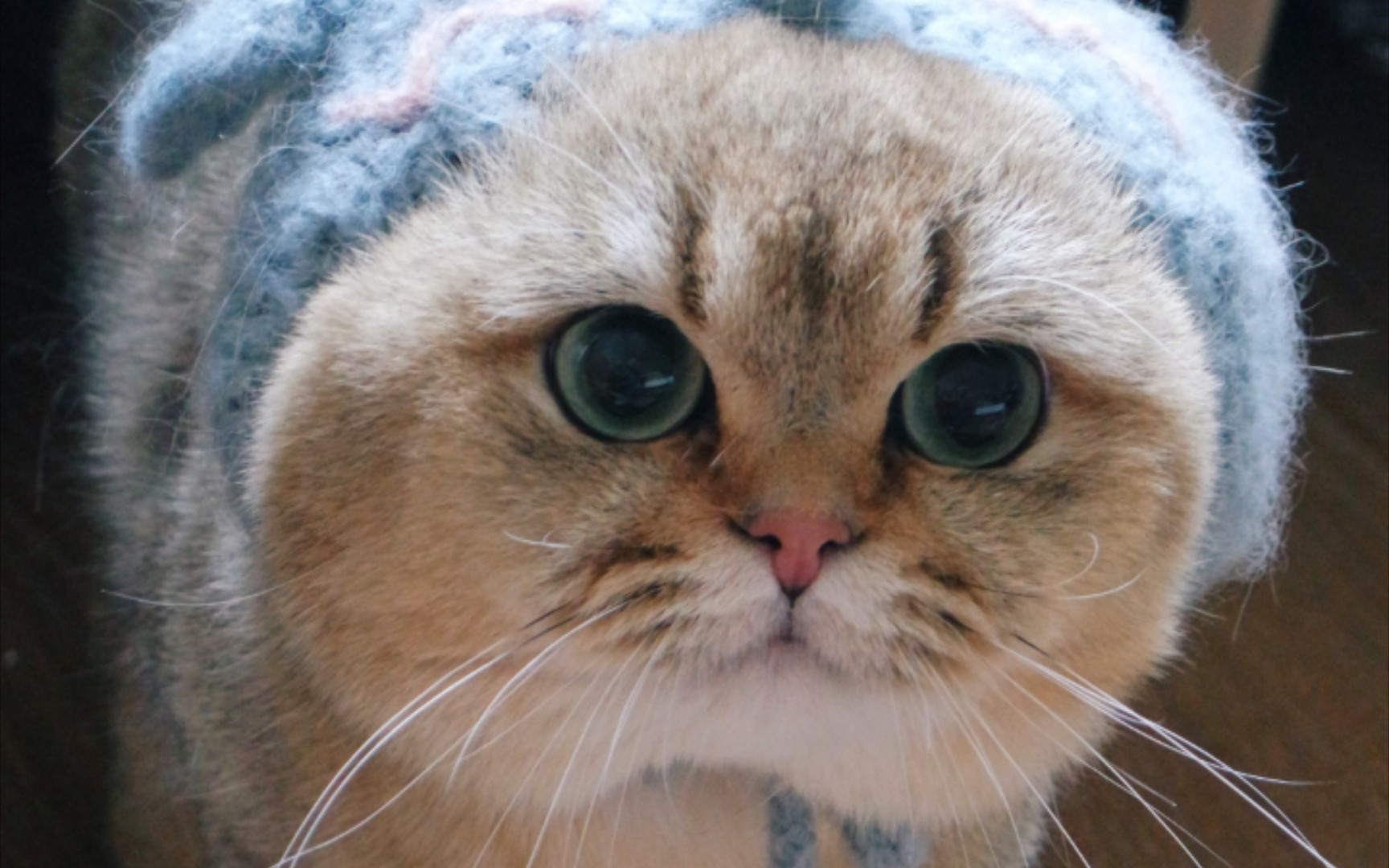 金渐层大脸猫变装记,这包子脸戴啥啥都勒脸,气鼓鼓!