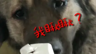高加索犬 幼犬北斗 哔哩哔哩 Bilibili