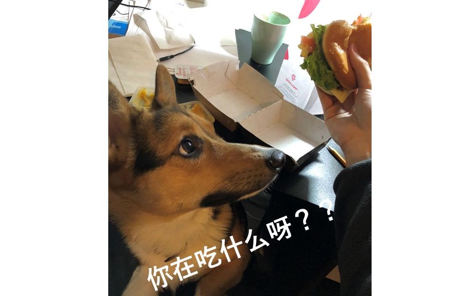 [图]每次我吃东西都会按时出现的柯基 | doggie