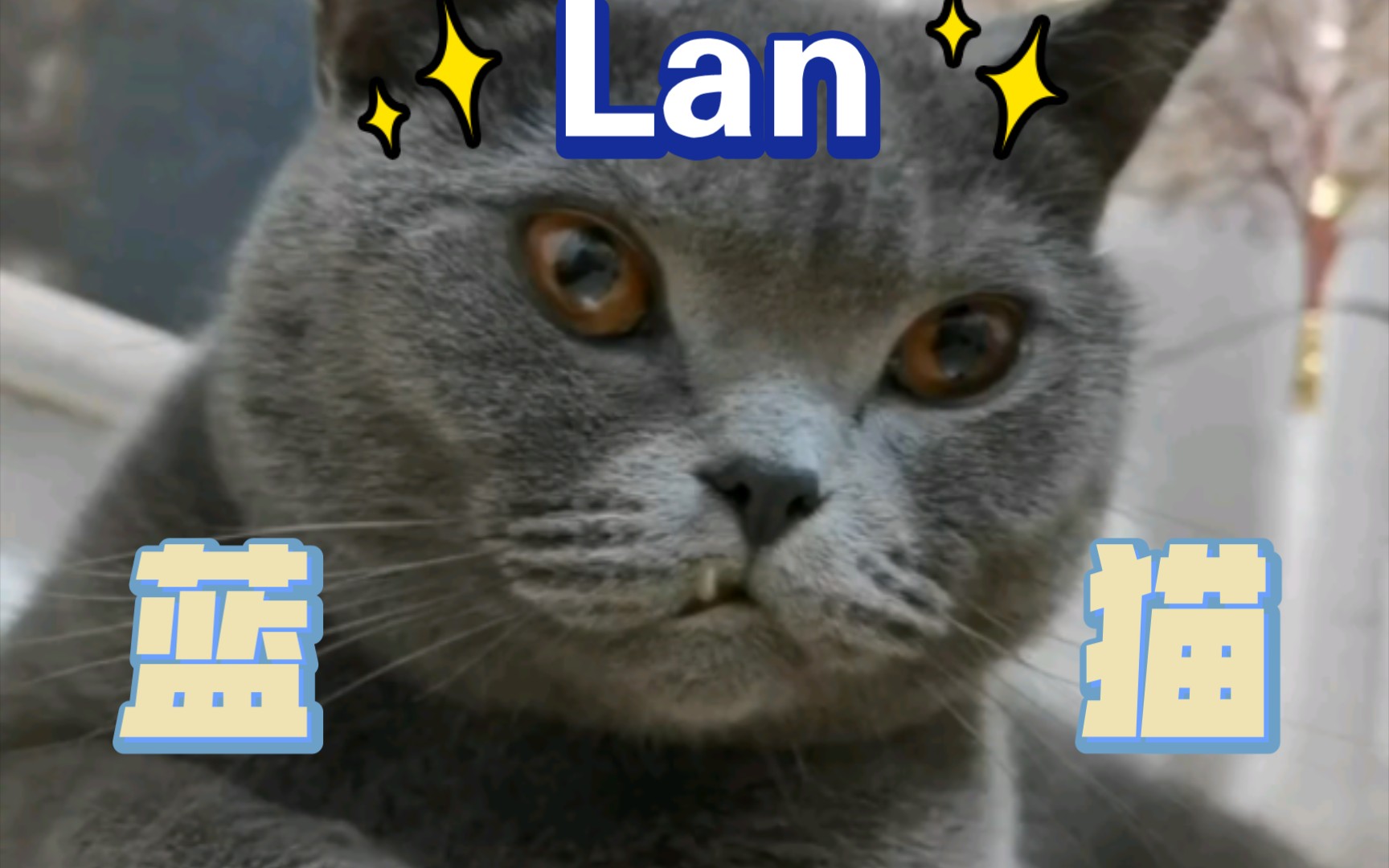 lan 蓝猫 蓝!我为蓝猫举大旗!