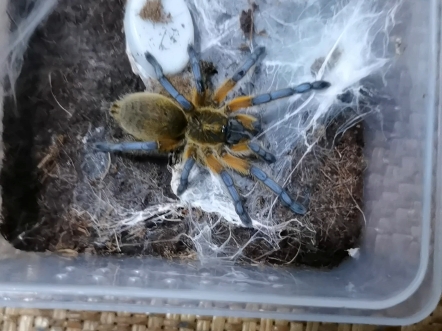 蓝腿巴布,没想到除了红绿橙,蓝腿巴布是长的最快的.