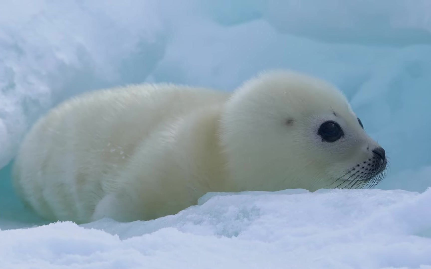 浮冰上打滚的小海豹babyharpsealch