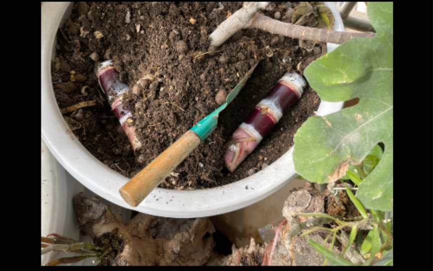 种甘蔗还不简单,阳台就够了|允许付出没有回报,开心就好