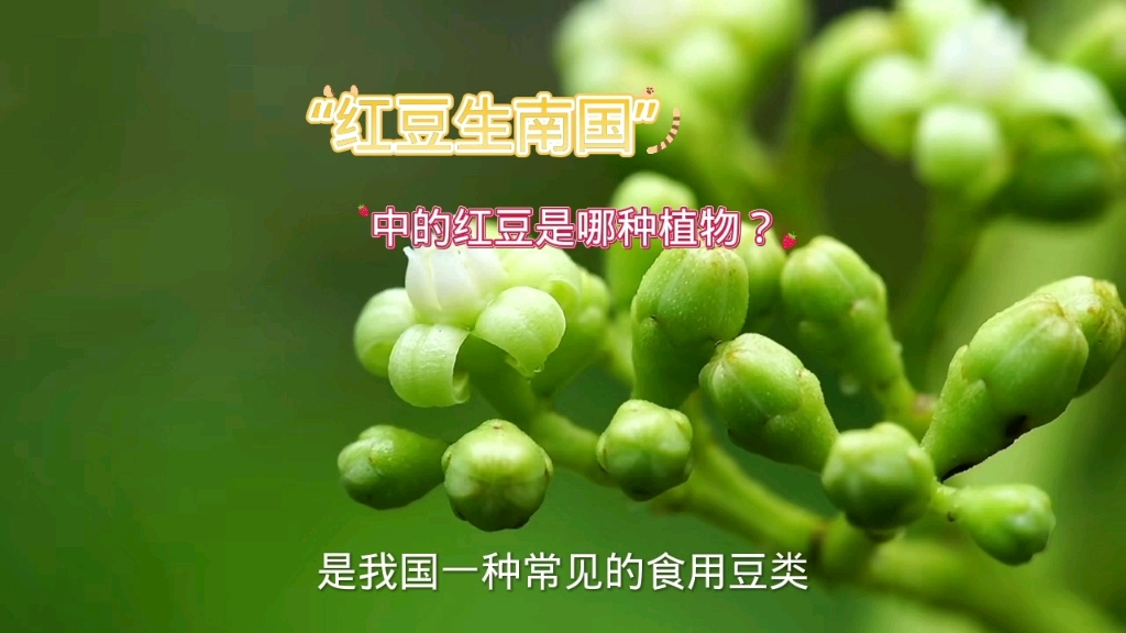 “红豆生南国”中的红豆是哪种植物?哔哩哔哩bilibili