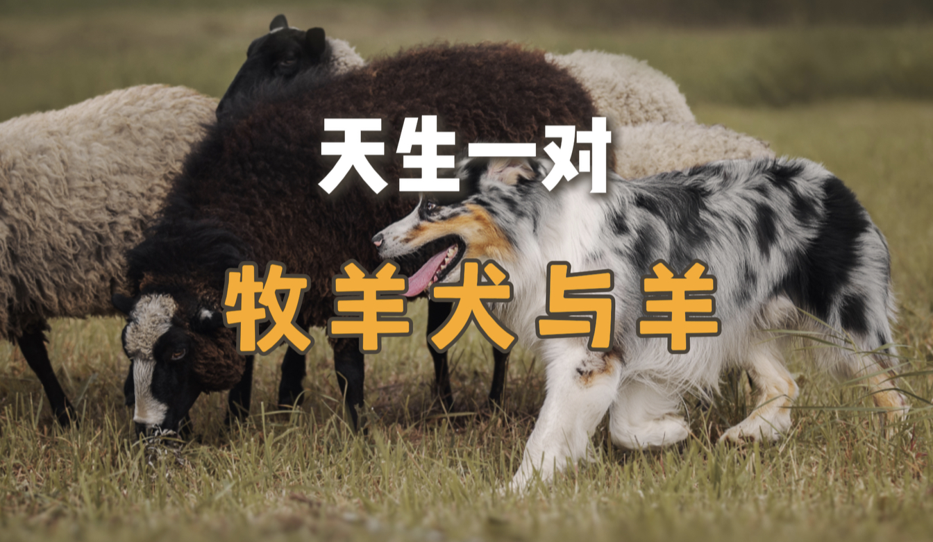 羊与牧羊犬草原上的最佳拍档#牧羊犬赶羊 #放羊 #牧羊犬的职责