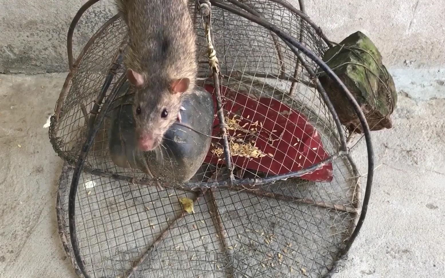 老式捕鼠器抓到超凶大老鼠,陷阱中狂躁乱动,呲牙咧嘴想咬人_哔哩哔哩