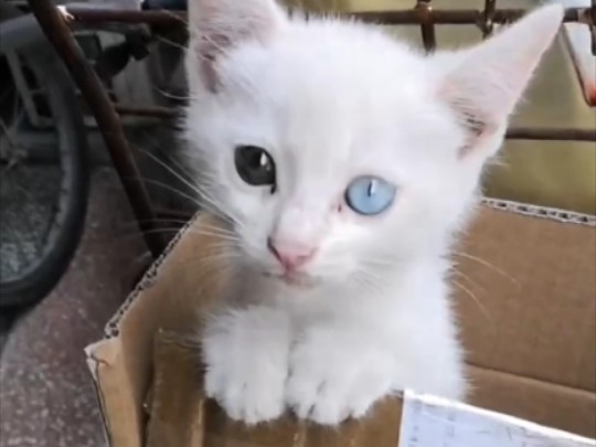 妈妈捡到的小猫咪