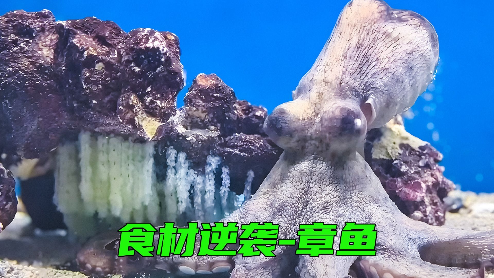 食材逆袭，将菜场的章鱼带回家，有趣的事发生了
