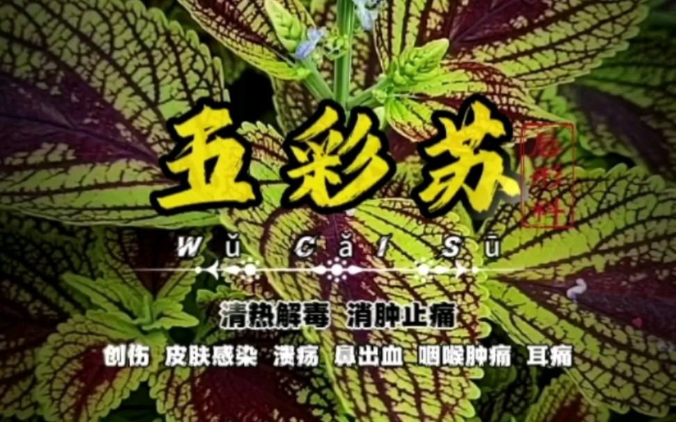 【五彩苏】虽然带有“苏”字,但,并不像紫苏那样可以食用!哔哩哔哩bilibili