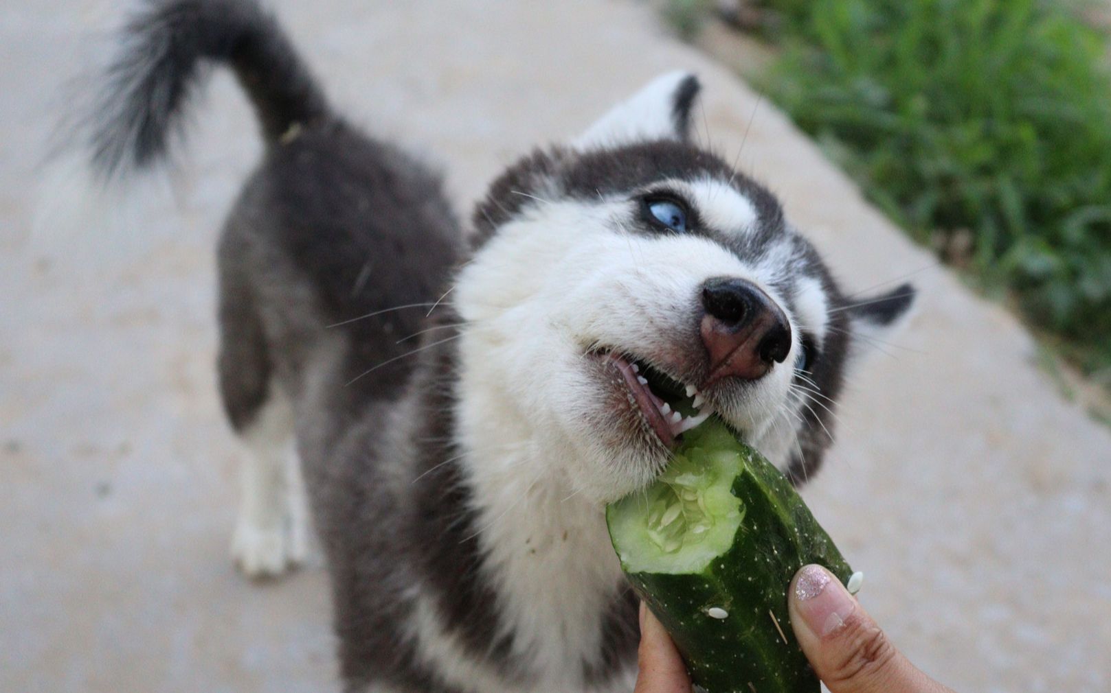 哈士奇在农村,看见菜地黄瓜就啃,网友:这怕是只假二哈