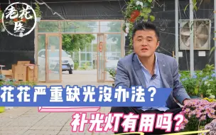 下载视频: 花花严重缺光没办法？补光灯有用吗？养花巧妙小知识！