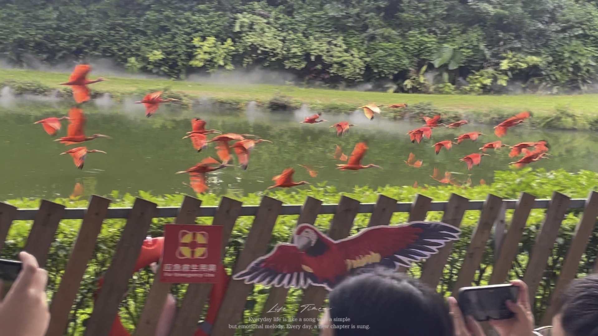 游玩广州长隆飞鸟乐园-百鸟飞歌值得一看!