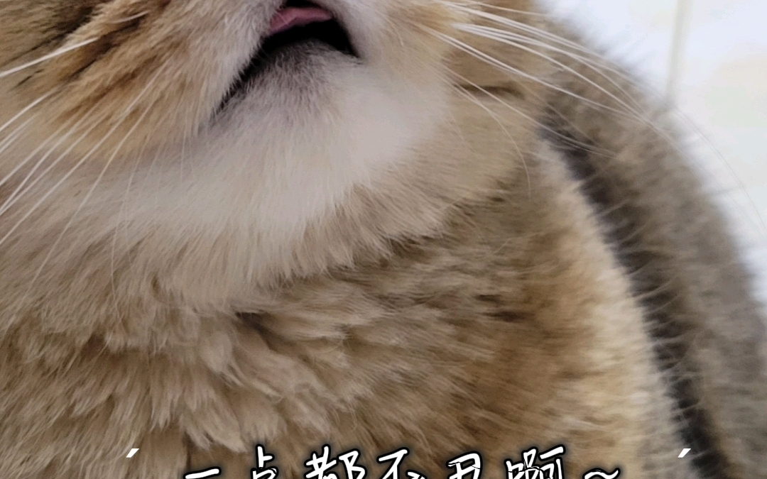 猫咪自拍照哔哩哔哩bilibili