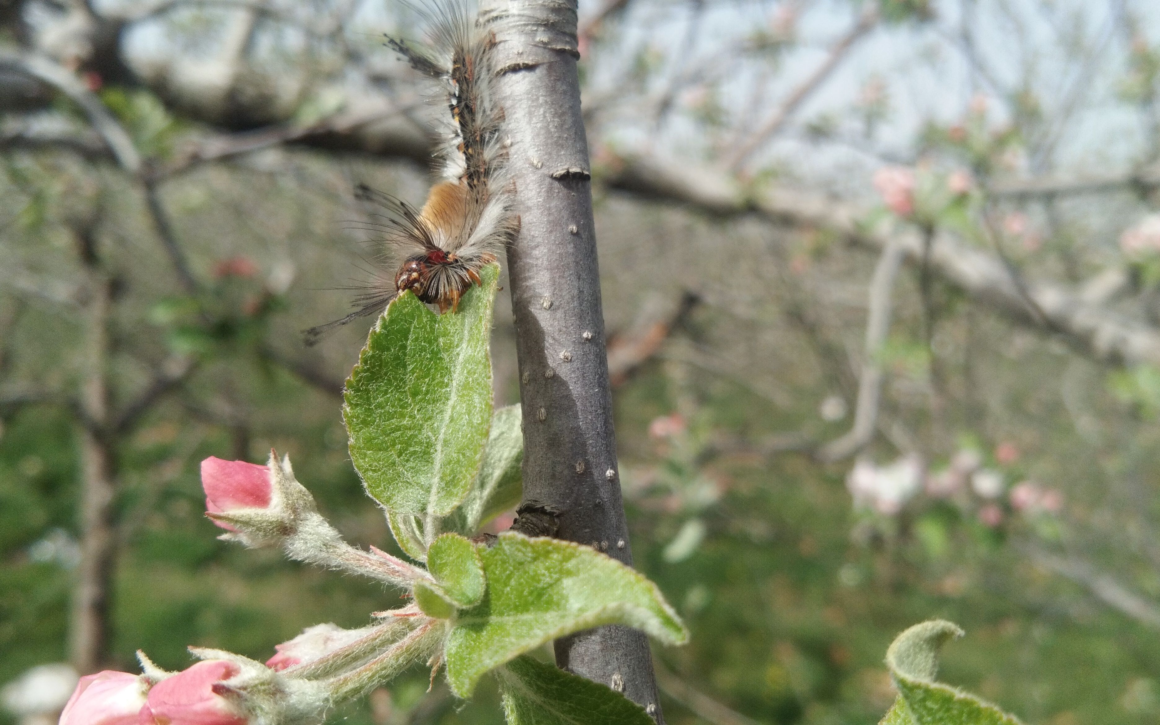 正在啃食树叶的毛毛虫