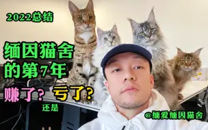 做缅因猫舍马上第7年了，赚了还是亏了？猫舍养猫要花多少钱