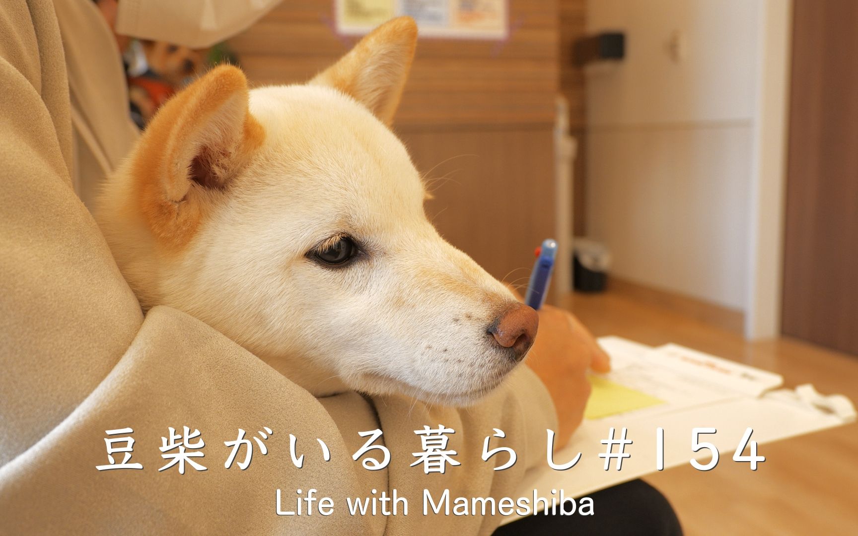 小柴犬打疫苗,抱着男主人瑟瑟发抖