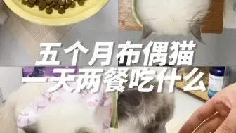 Скачать видео: 布偶猫一天吃什么｜新手养猫的配餐日记