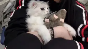一一抱丢丢，丢丢抱小老鼠