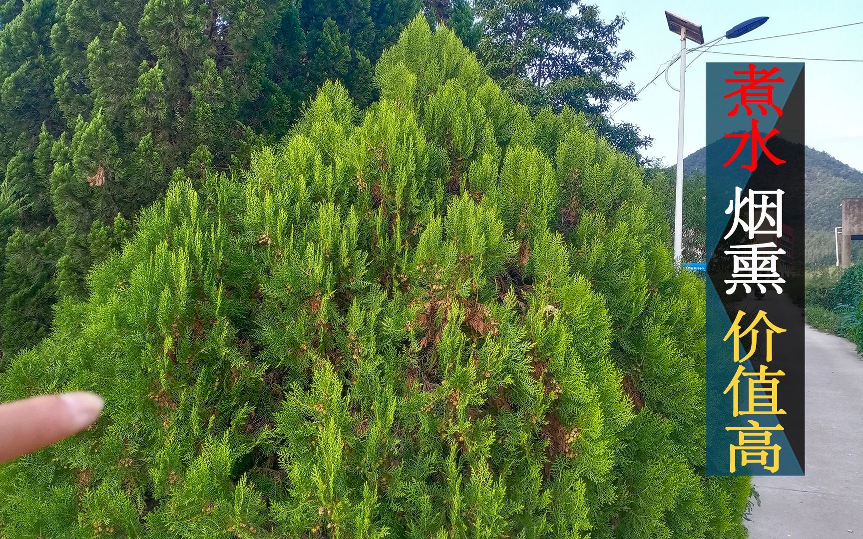 [图]侧柏叶煮水太厉害了，喜欢打扮的女生就靠它，也可解决男生的难言之瘾，却还有好多人不知道