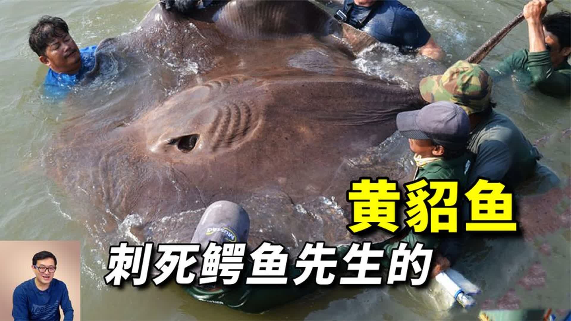 刺穿鳄鱼先生心脏,却被称为温和动物,一个神奇的存在——黄貂鱼-暗-揭秘-暗-揭秘-哔哩哔哩视频