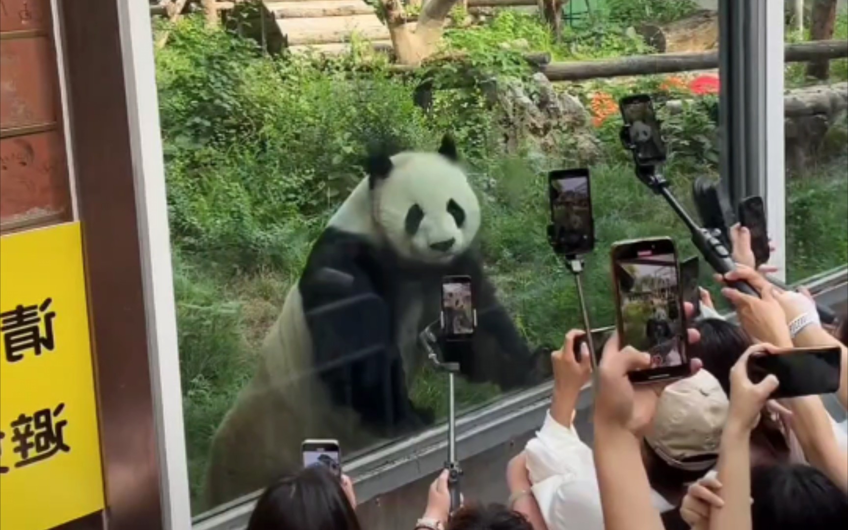 壁纸 大熊猫 动物 1728_1080