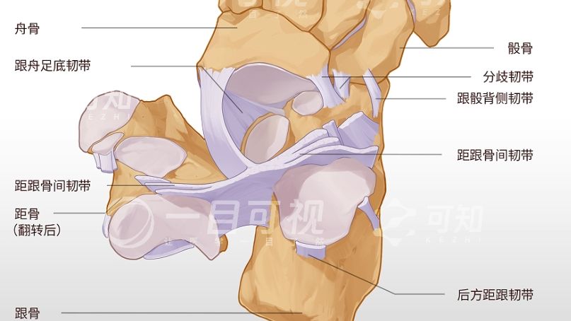 【医学生笔记】足踝关节解剖了解一下!