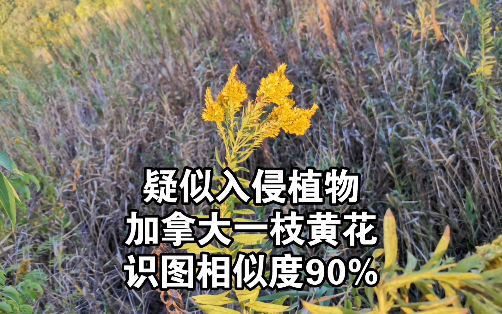 番外:湖边发现“加拿大一枝黄花”,上报有关部门并得到回复哔哩哔哩bilibili