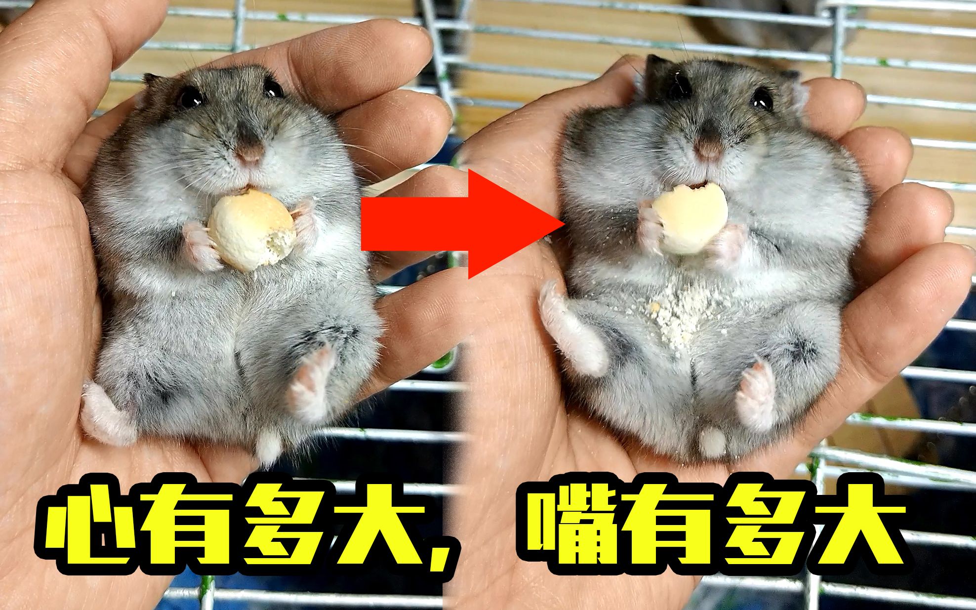 仓鼠心很大,膨胀变身——奥七颊囊里都是小馒头_哔哩哔哩 (゜-゜)つロ
