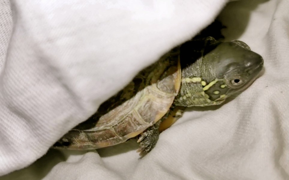 乌龟睡着了是什么样子图片