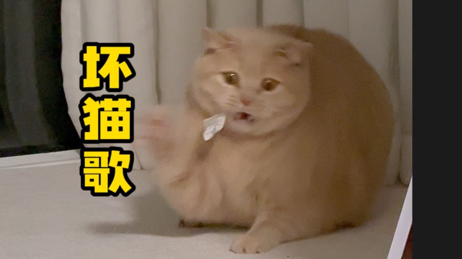 原创《坏猫歌》完整版堂堂登场!——谁说这猫坏?这猫可太好辣!哔哩哔哩bilibili