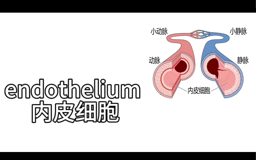 组胚中的相关医学英语表达你知道吗?哔哩哔哩bilibili