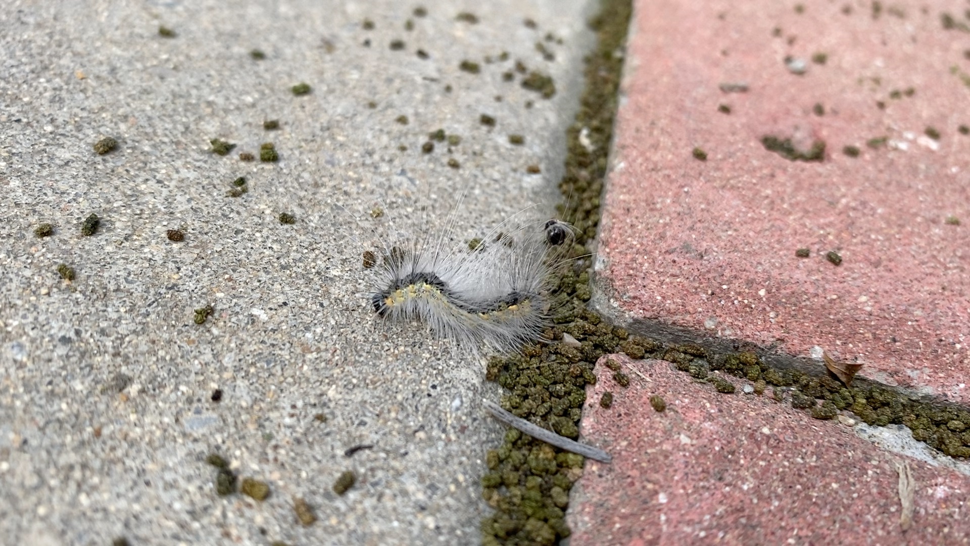 一只中毒的美国白蛾幼虫