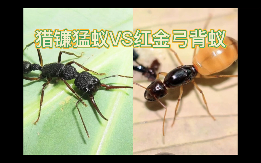 猎镰猛蚁最好一次买多少 